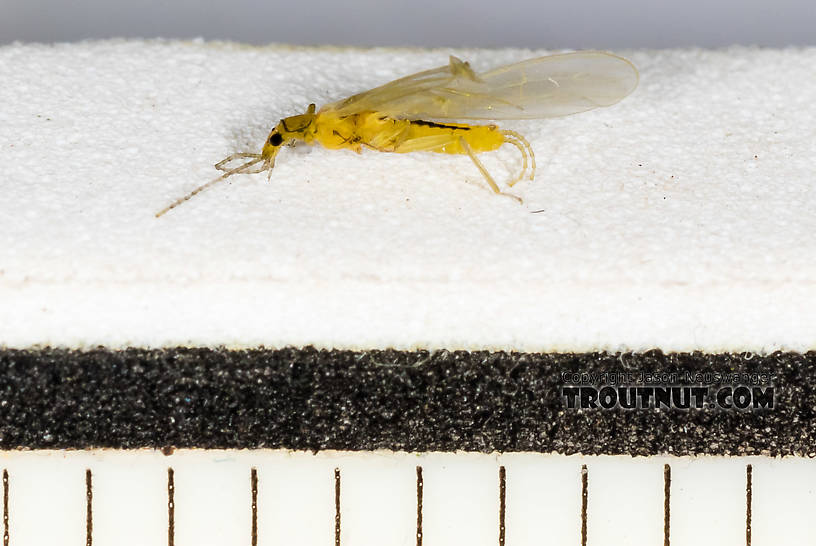 Ruler marks are 1/16 inch. It's a tiny stonefly.  Chloroperlidae (Sallflies) Stonefly Adult from Mystery Creek #227 in Montana