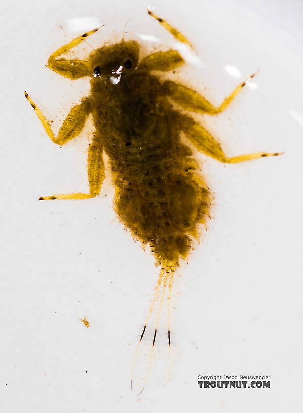 Timpanoga hecuba (Great Red Quill) Mayfly Nymph from the Bitterroot River in Montana