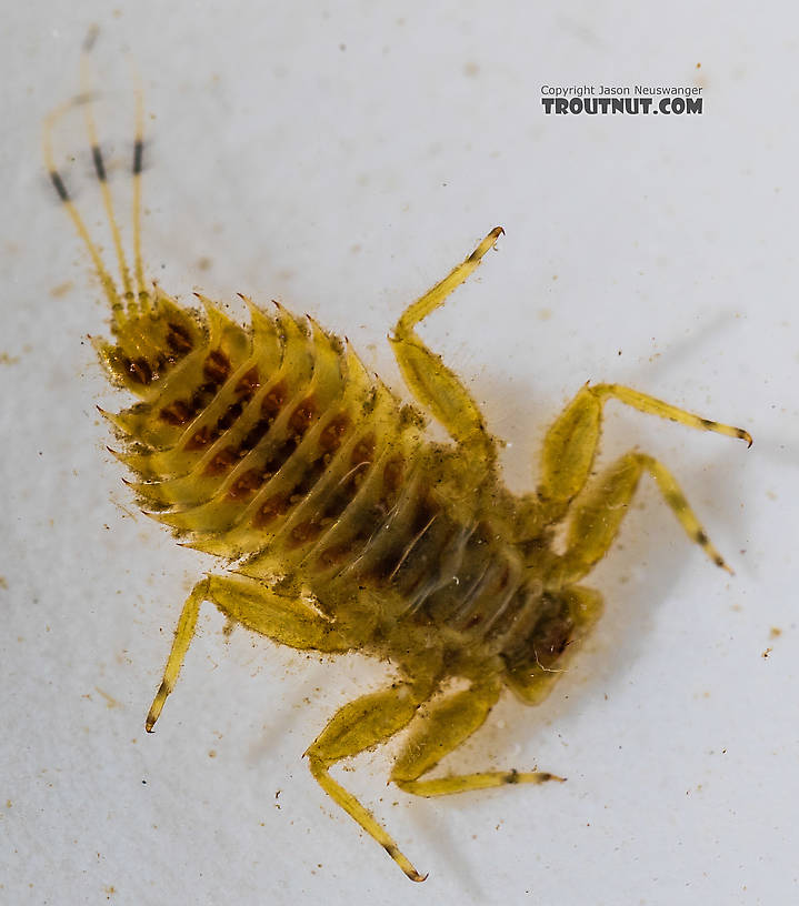 Timpanoga hecuba (Great Red Quill) Mayfly Nymph from the Bitterroot River in Montana