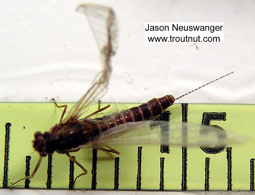 Female Ephemerella subvaria (Hendrickson) Mayfly Spinner from the Bois Brule River in Wisconsin