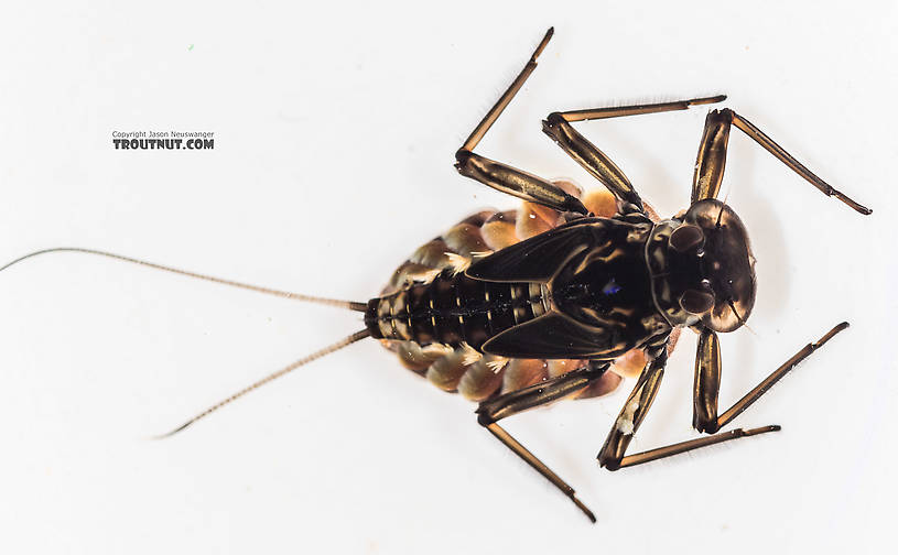 Epeorus grandis Mayfly Nymph from the South Fork Snoqualmie River in Washington