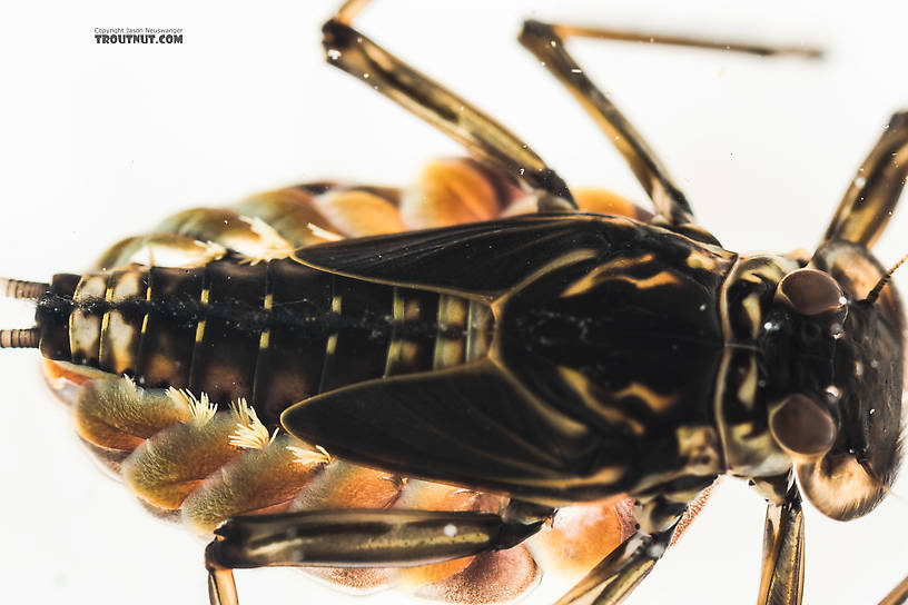 Epeorus grandis Mayfly Nymph from the South Fork Snoqualmie River in Washington