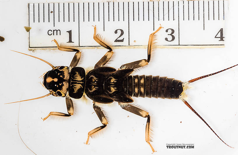 Hesperoperla pacifica (Golden Stone) Stonefly Nymph from the South Fork Snoqualmie River in Washington