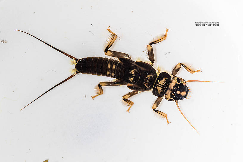 Hesperoperla pacifica (Golden Stone) Stonefly Nymph from the South Fork Snoqualmie River in Washington