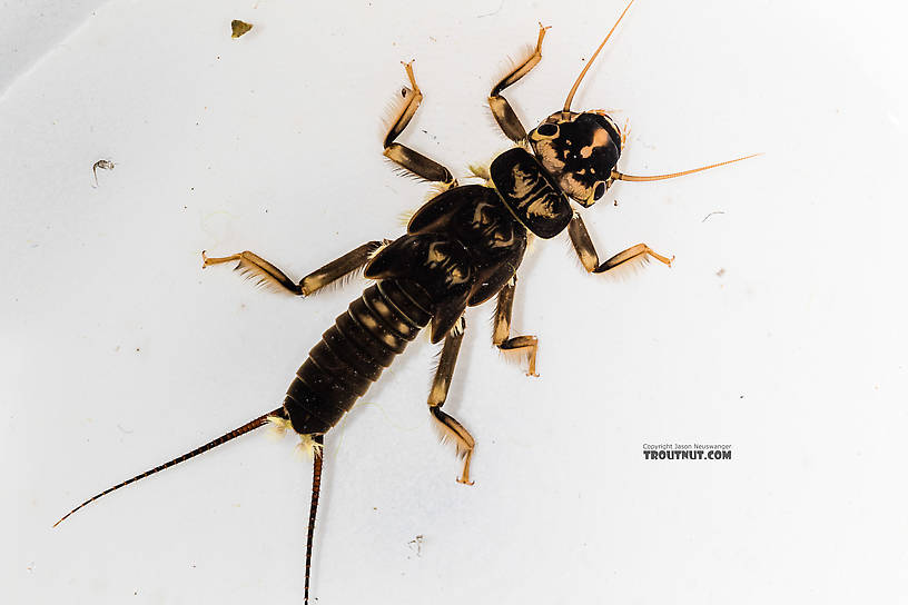 Hesperoperla pacifica (Golden Stone) Stonefly Nymph from the South Fork Snoqualmie River in Washington