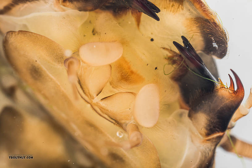 Hesperoperla pacifica (Golden Stone) Stonefly Nymph from the South Fork Snoqualmie River in Washington