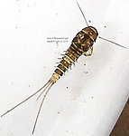 Baetidae (Blue-Winged Olives) Mayfly Nymph