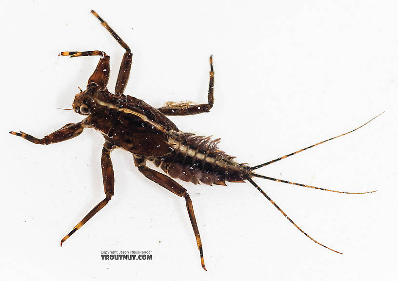 Drunella grandis (Western Green Drake) Mayfly Nymph from the South Fork Snoqualmie River in Washington