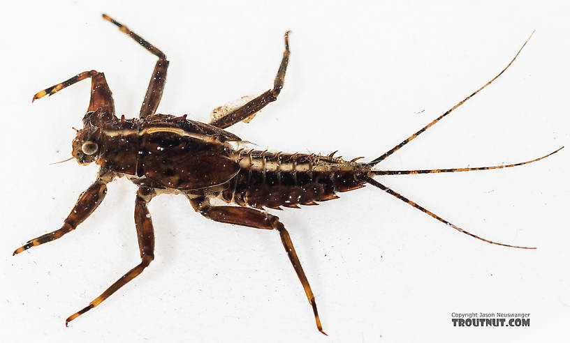 Drunella grandis (Western Green Drake) Mayfly Nymph from the South Fork Snoqualmie River in Washington