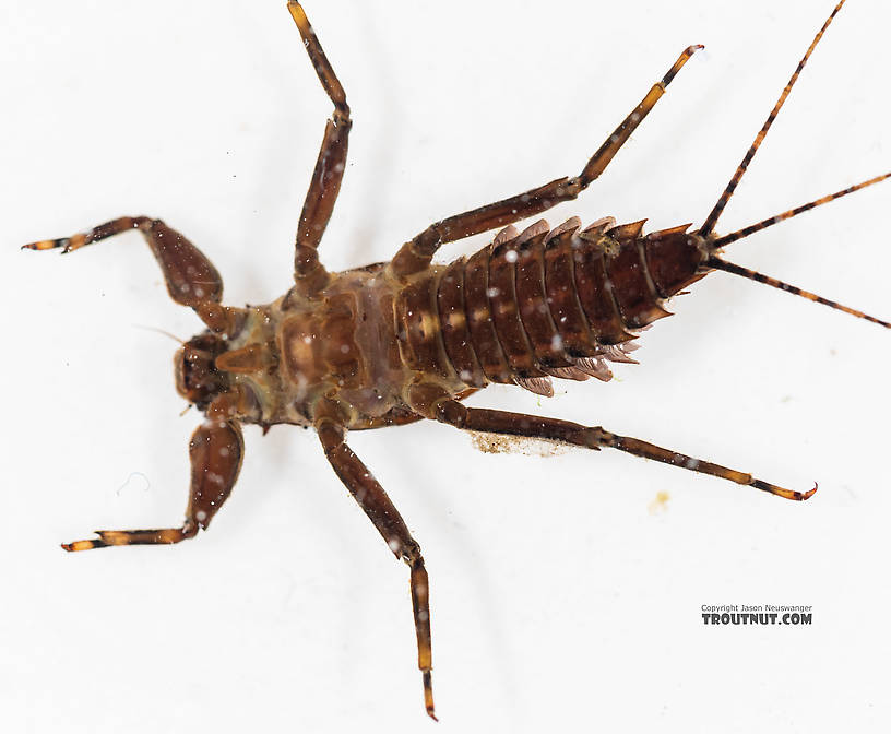 Drunella grandis (Western Green Drake) Mayfly Nymph from the South Fork Snoqualmie River in Washington