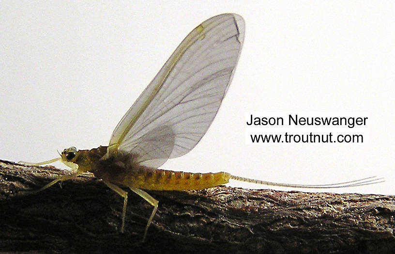 Female Ephemerella invaria (Sulphur Dun) Mayfly Spinner from the Namekagon River in Wisconsin