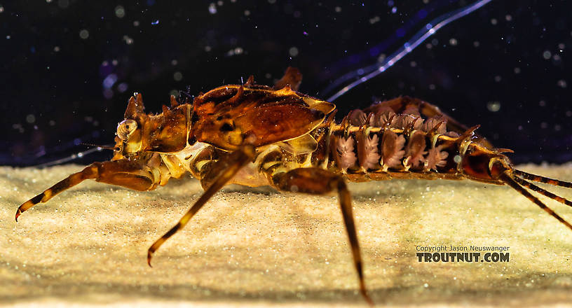 Drunella grandis (Western Green Drake) Mayfly Nymph from the South Fork Snoqualmie River in Washington