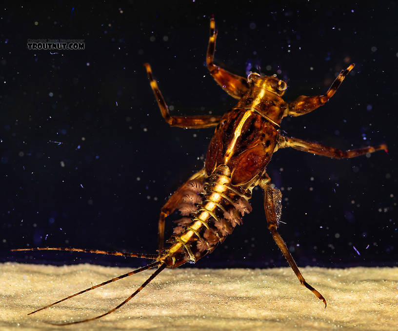 Drunella grandis (Western Green Drake) Mayfly Nymph from the South Fork Snoqualmie River in Washington