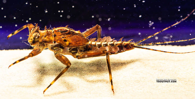 Drunella grandis (Western Green Drake) Mayfly Nymph from the South Fork Snoqualmie River in Washington