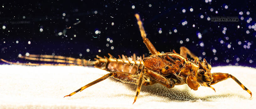 Drunella grandis (Western Green Drake) Mayfly Nymph from the South Fork Snoqualmie River in Washington