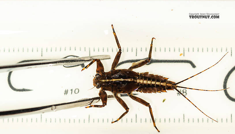 Drunella grandis (Western Green Drake) Mayfly Nymph from the South Fork Snoqualmie River in Washington