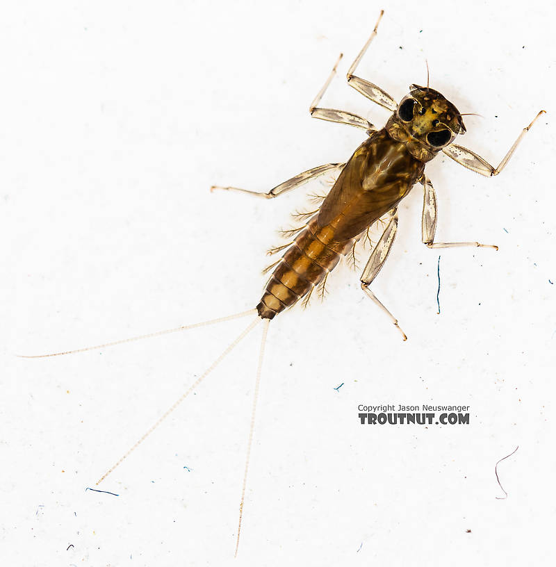 Cinygmula (Dark Red Quills) Mayfly Nymph from the South Fork Snoqualmie River in Washington