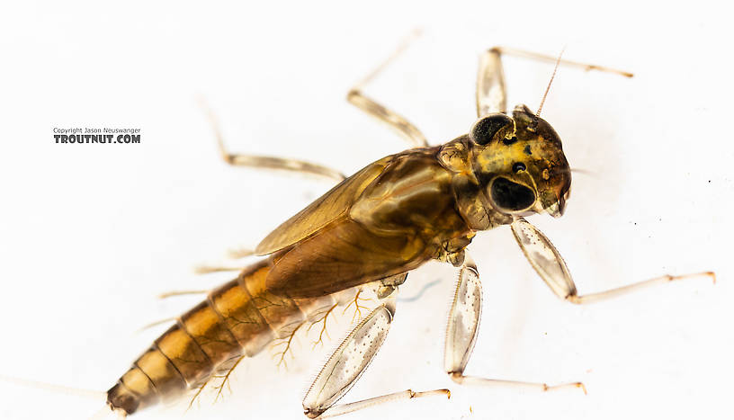 Cinygmula (Dark Red Quills) Mayfly Nymph from the South Fork Snoqualmie River in Washington