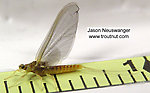 Female Ephemerella invaria (Sulphur Dun) Mayfly Spinner