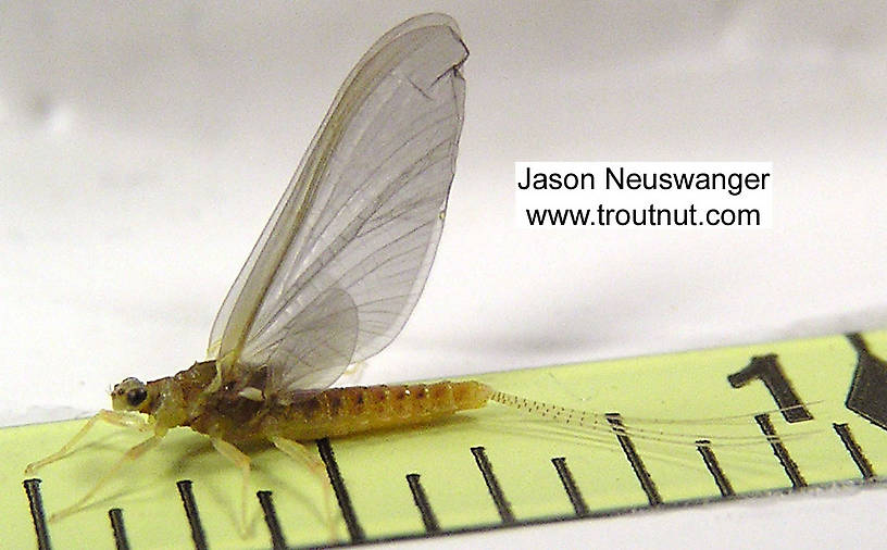 Female Ephemerella invaria (Sulphur Dun) Mayfly Spinner from the Namekagon River in Wisconsin