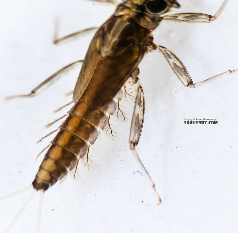 Cinygmula (Dark Red Quills) Mayfly Nymph from the South Fork Snoqualmie River in Washington