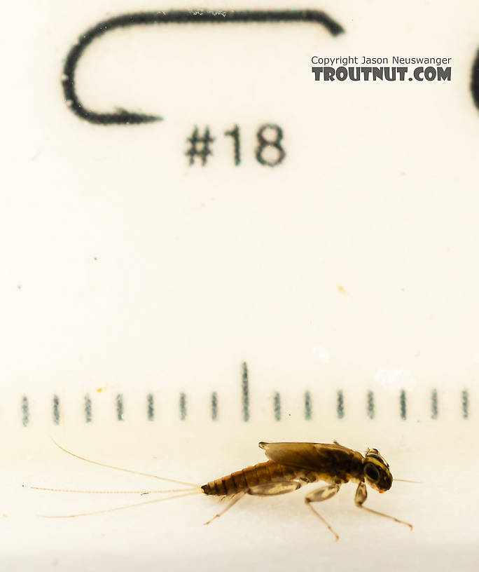 Cinygmula (Dark Red Quills) Mayfly Nymph from the South Fork Snoqualmie River in Washington