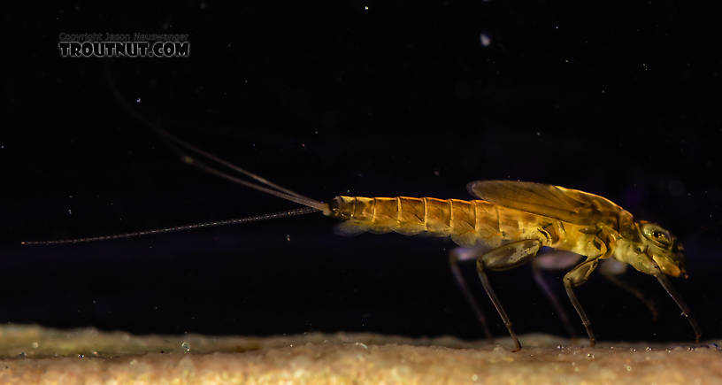 Cinygmula (Dark Red Quills) Mayfly Nymph from the South Fork Snoqualmie River in Washington