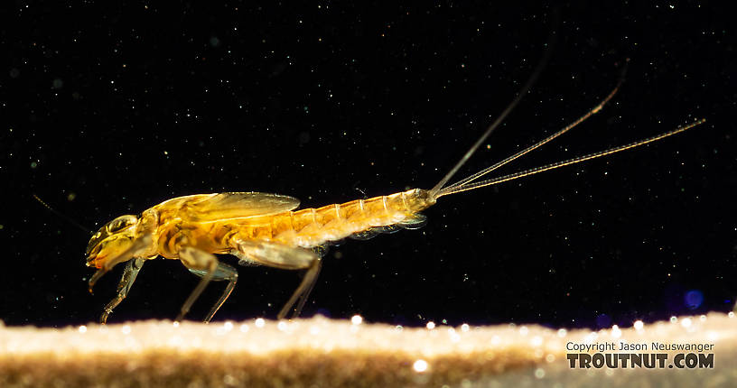 Cinygmula (Dark Red Quills) Mayfly Nymph from the South Fork Snoqualmie River in Washington