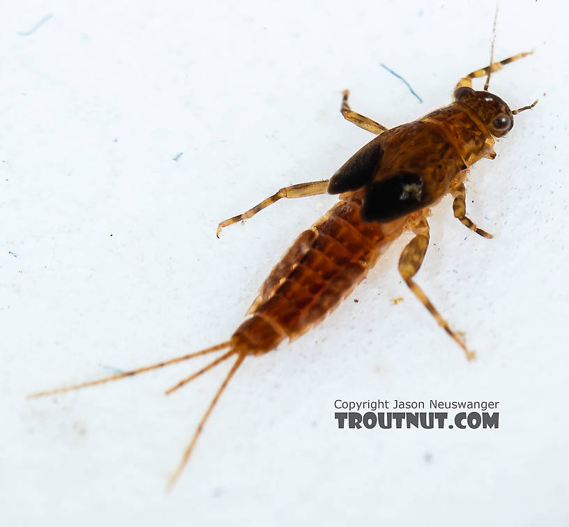 Ephemerella excrucians (Pale Morning Dun) Mayfly Nymph from the South Fork Snoqualmie River in Washington