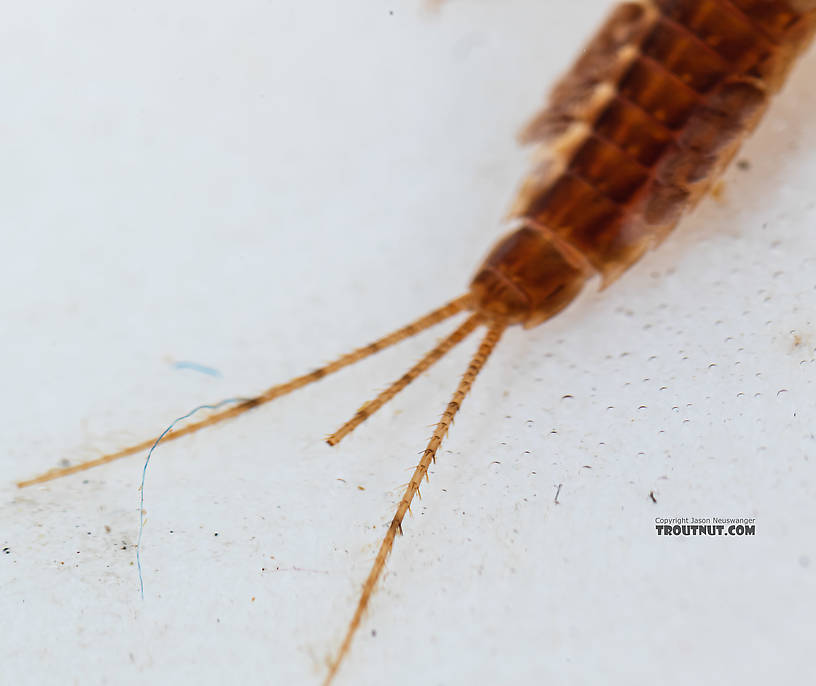 Ephemerella excrucians (Pale Morning Dun) Mayfly Nymph from the South Fork Snoqualmie River in Washington