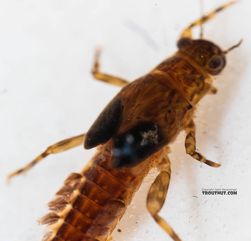 Ephemerella excrucians (Pale Morning Dun) Mayfly Nymph from the South Fork Snoqualmie River in Washington