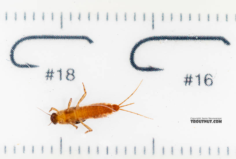 Ephemerella excrucians (Pale Morning Dun) Mayfly Nymph from the South Fork Snoqualmie River in Washington