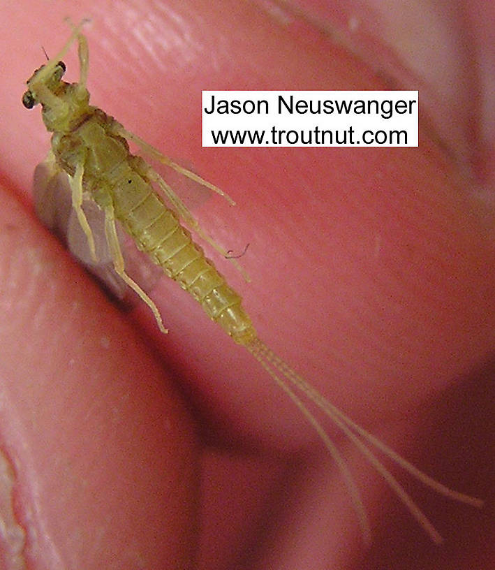 Female Ephemerella invaria (Sulphur Dun) Mayfly Spinner from the Namekagon River in Wisconsin