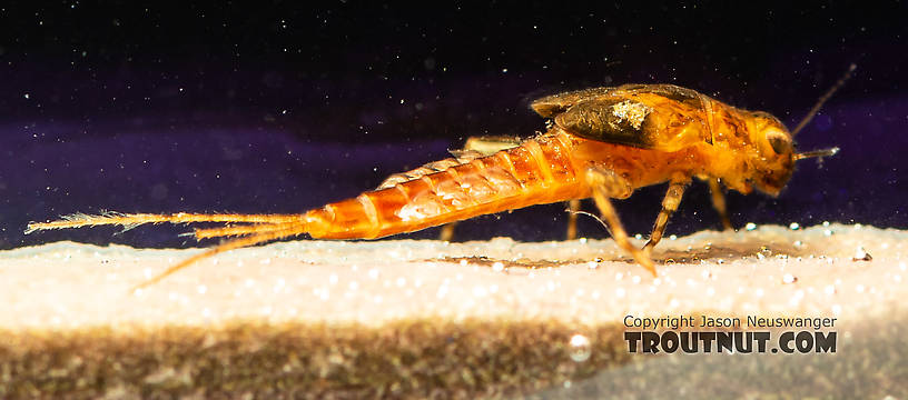 Ephemerella excrucians (Pale Morning Dun) Mayfly Nymph from the South Fork Snoqualmie River in Washington