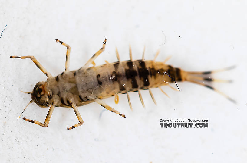 Ameletus (Brown Duns) Mayfly Nymph from the South Fork Snoqualmie River in Washington