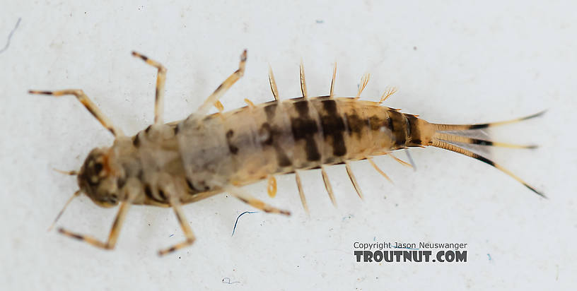 Ameletus (Brown Duns) Mayfly Nymph from the South Fork Snoqualmie River in Washington