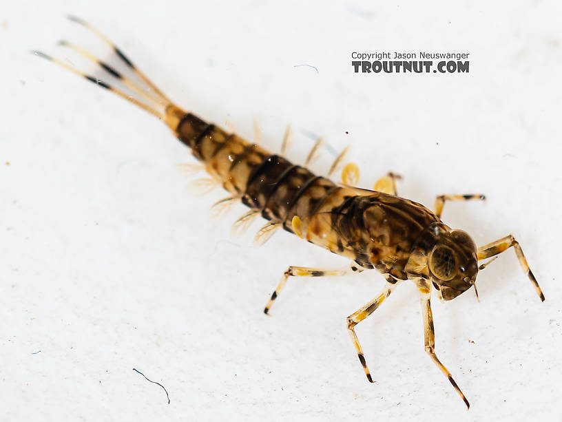 Ameletus (Brown Duns) Mayfly Nymph from the South Fork Snoqualmie River in Washington