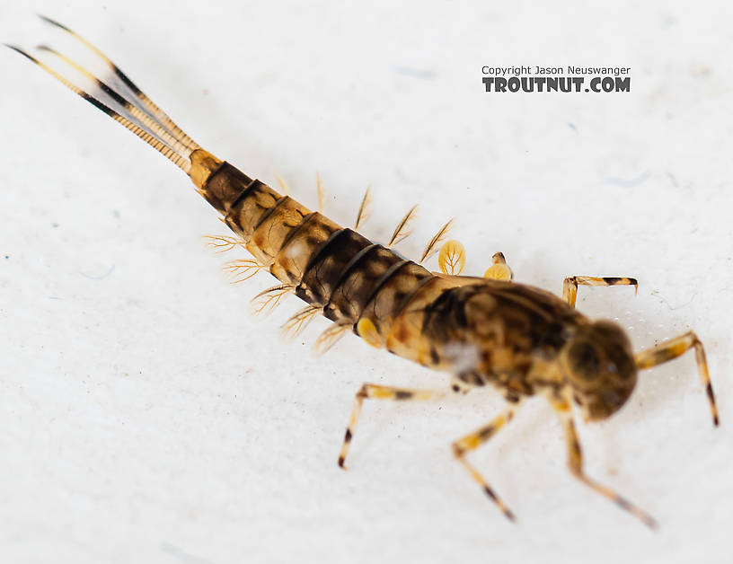 Ameletus (Brown Duns) Mayfly Nymph from the South Fork Snoqualmie River in Washington