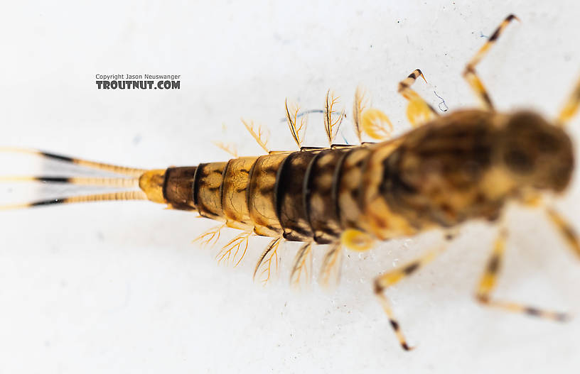 Ameletus (Brown Duns) Mayfly Nymph from the South Fork Snoqualmie River in Washington