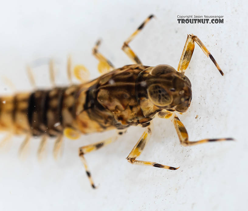 Ameletus (Brown Duns) Mayfly Nymph from the South Fork Snoqualmie River in Washington