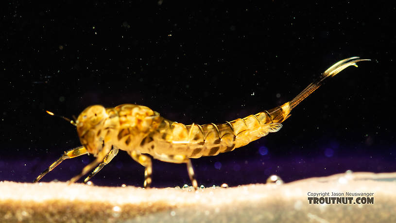 Ameletus (Brown Duns) Mayfly Nymph from the South Fork Snoqualmie River in Washington