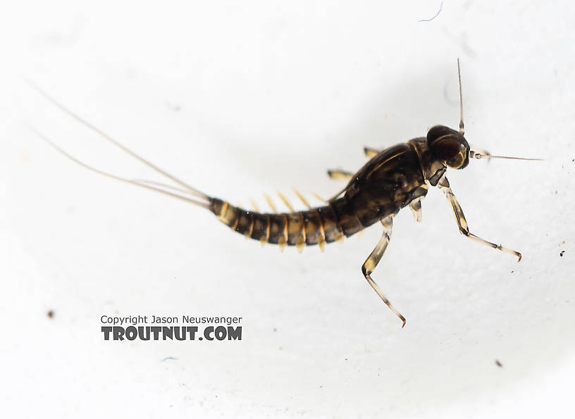 Baetis (Blue-Winged Olives) Mayfly Nymph from the South Fork Snoqualmie River in Washington