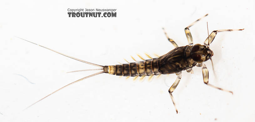 Baetis (Blue-Winged Olives) Mayfly Nymph from the South Fork Snoqualmie River in Washington