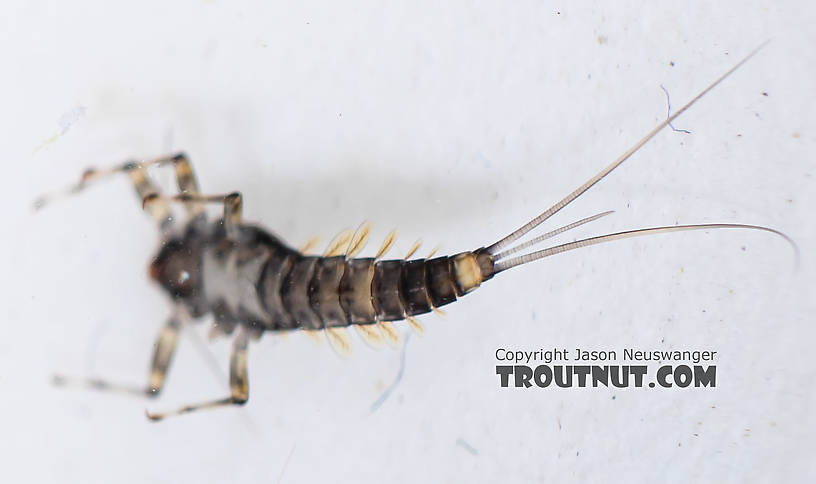 Baetis (Blue-Winged Olives) Mayfly Nymph from the South Fork Snoqualmie River in Washington