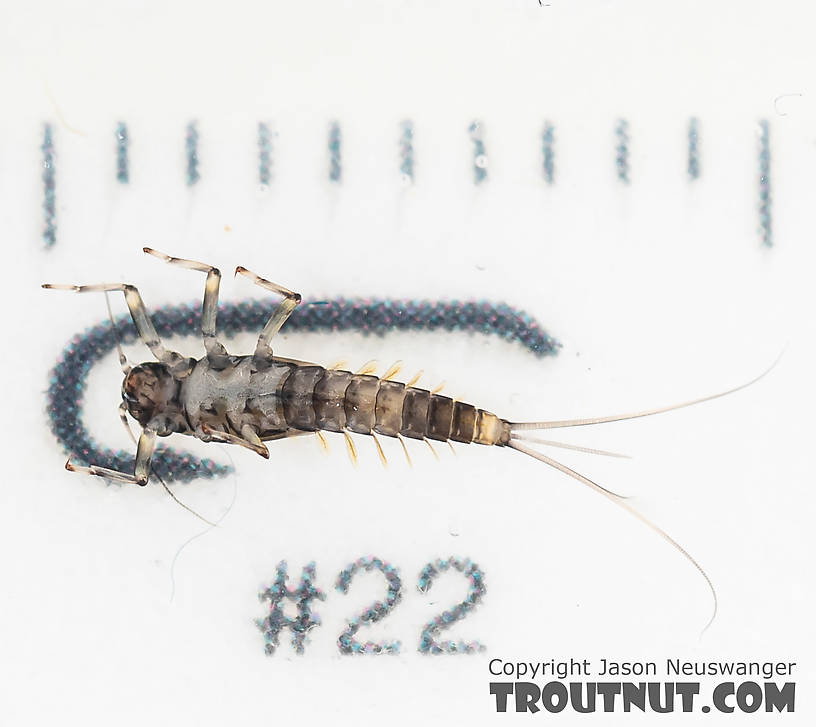 Baetis (Blue-Winged Olives) Mayfly Nymph from the South Fork Snoqualmie River in Washington