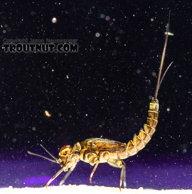 Baetis (Blue-Winged Olives) Mayfly Nymph from the South Fork Snoqualmie River in Washington