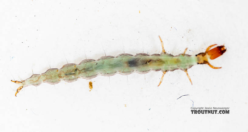 Rhyacophila (Green Sedges) Caddisfly Larva from the South Fork Snoqualmie River in Washington