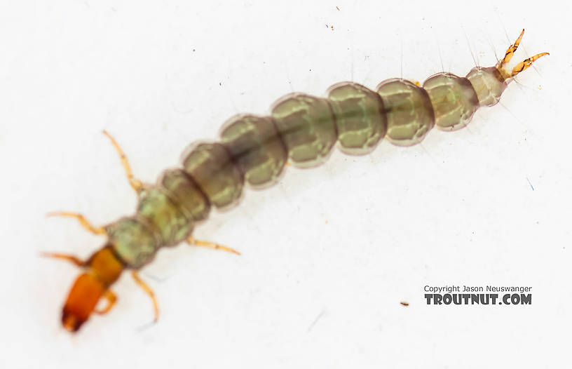 Rhyacophila (Green Sedges) Caddisfly Larva from the South Fork Snoqualmie River in Washington