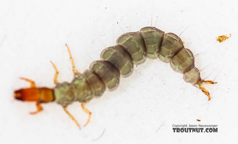 Rhyacophila (Green Sedges) Caddisfly Larva from the South Fork Snoqualmie River in Washington