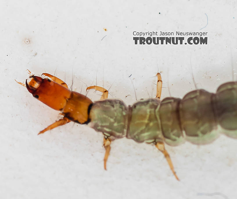 Rhyacophila (Green Sedges) Caddisfly Larva from the South Fork Snoqualmie River in Washington